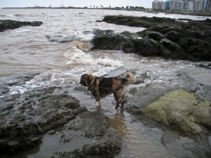 In the Wave