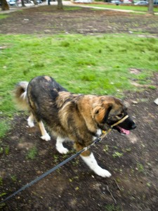 strollingalong On a Stroll